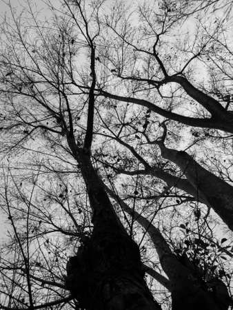 Tree pattern black  and whiteの写真素材