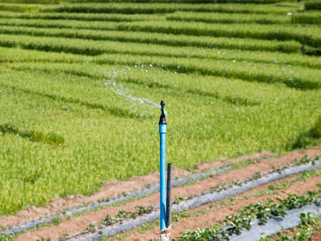 Water from sprinkler in plants