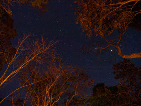 Amazing Star Night and forest