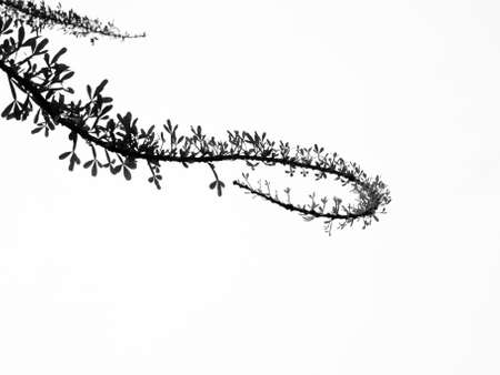 leaf abstract with white backgroundの写真素材