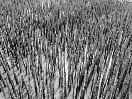 Shellfish farm, thai fisher use bamboo in seaの写真素材