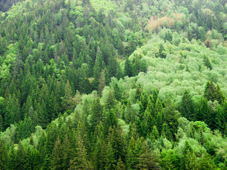 Pine trees in the forest