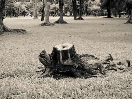 stump in park black and white backgroundの写真素材