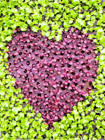 heart shape form by various vegetablesの写真素材