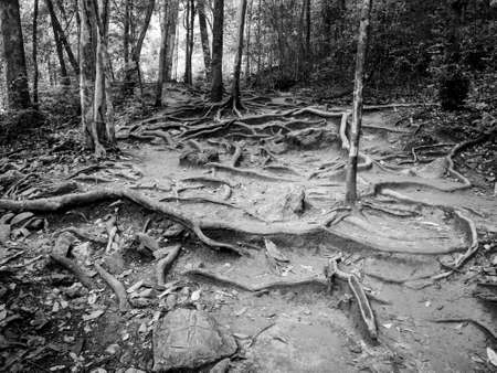 forest background in black and white color