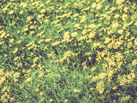 vintage shot of meadow bloom flowers at dawnの写真素材