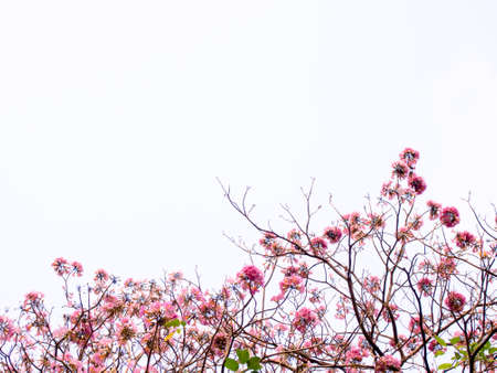 pink pantip flower  blossom blackgroundの写真素材