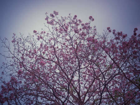 Pink Tecoma flower blossom blackground