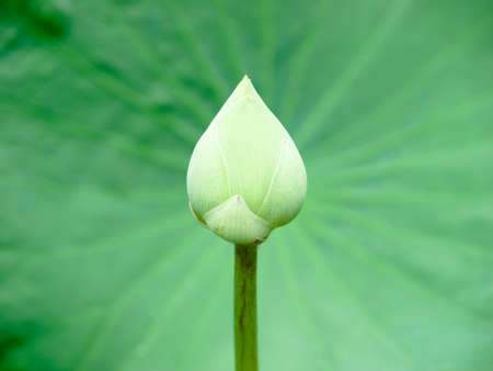 Lotus flower with lotus leaf の写真素材