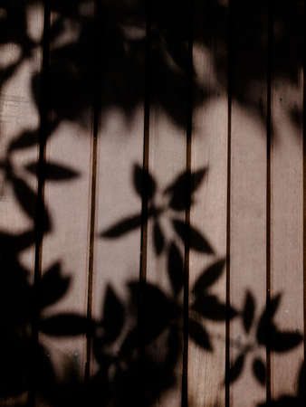 abstract sun shadow leaf on wood wallの写真素材