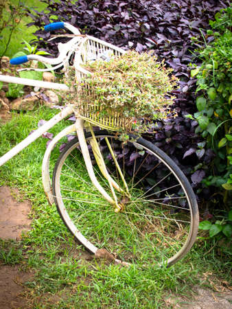 Vintage bicycle decor in gardenの写真素材
