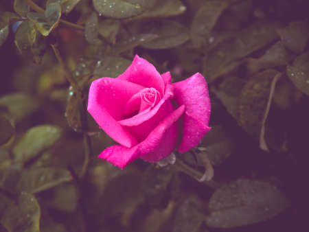 Close up Rose Flower vintage toned Colorの写真素材