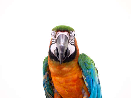 macaw bird on white background