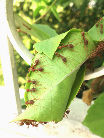 Teamwork of antsの素材