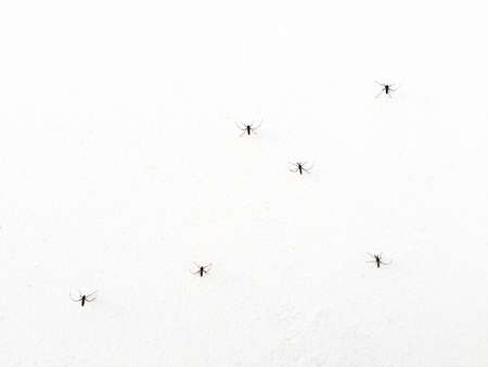 Mosquito isolated on white wall background
