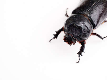 Rhinoceros beetleの素材