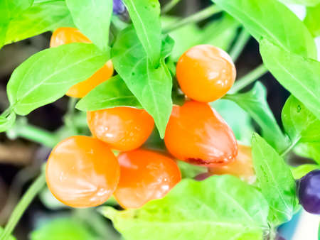 Close up Fresh colorful chillies growing