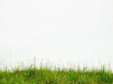 white wall blank space and green grass background