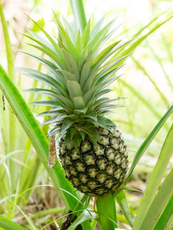 Close up Pineapple fruit growing in a farmの写真素材