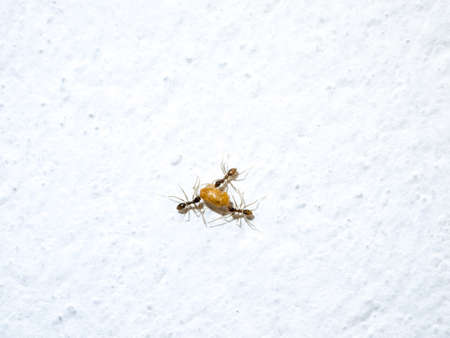 Ants work moving food a teamwork concept
