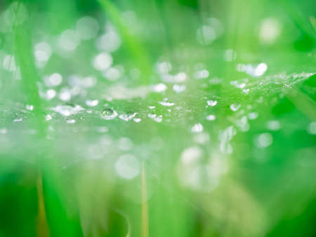 abstract background water drops on web and bokehの写真素材