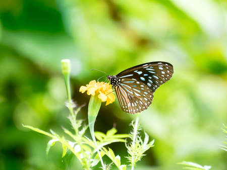 Blue butterfly with yellow flower nature background
