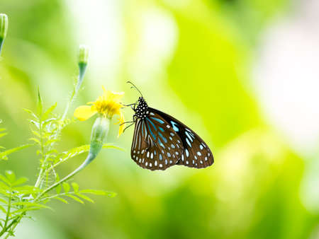 Blue butterfly with yellow flower nature backgroundの写真素材