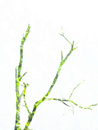 abstract background double exposure Dead branches and green leafの写真素材