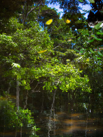 Abstract tree reflected in water backgroundの写真素材