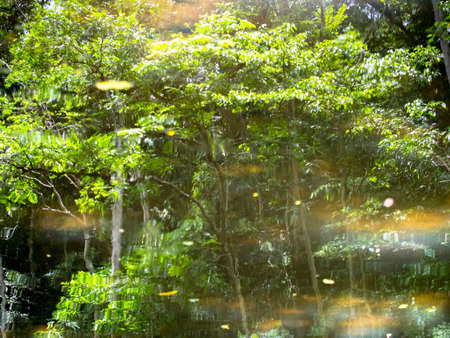 Abstract tree reflected in water backgroundの写真素材