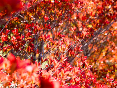 Autumn in Hokkaido Japan natural backgroundの写真素材