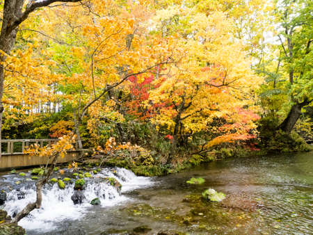 Autumn in Hokkaido Japan natural backgroundの写真素材