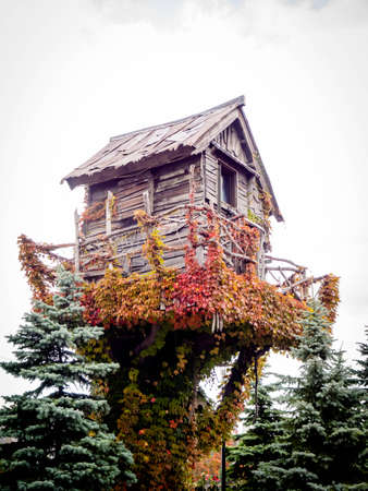 Small house on a tree in autumn seasonの写真素材