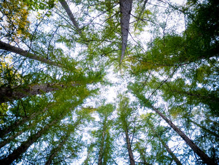 Looking Up In Pine Forest Tree