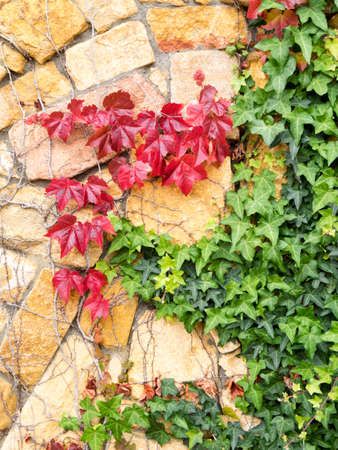 stone wall with ivy leaves in autumnの写真素材