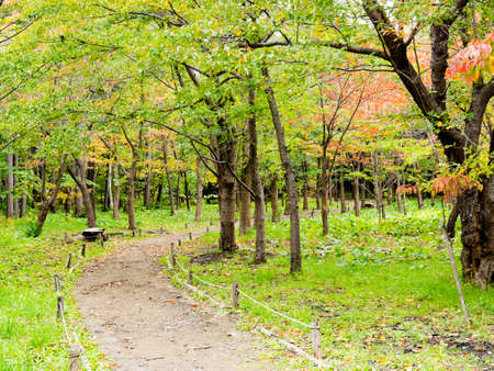 japan garden in autumn seasonの写真素材