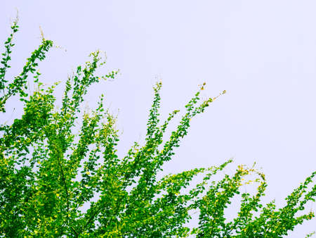 Green leaves abstract nature background