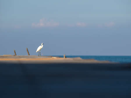 bird is standing on the bridge backgroundの写真素材