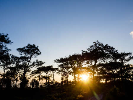 Pine tree forest nature backgroundの写真素材