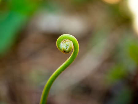 abstract swirl green grass nature backgroundの写真素材