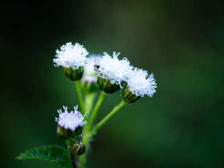 water drops on the green grass nature backgroundの写真素材