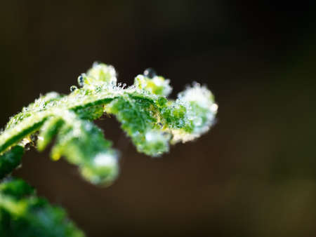 water drops on the green leaf nature backgroundの写真素材
