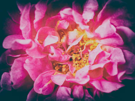 vintage tone pink rose flower nature backgroundの写真素材