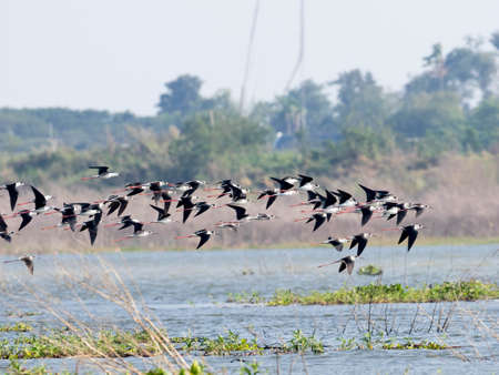 Blac winged stilt bird at Bungboraped lake in Thailand