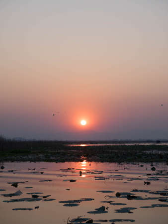 birds and the sunset backgroundの写真素材