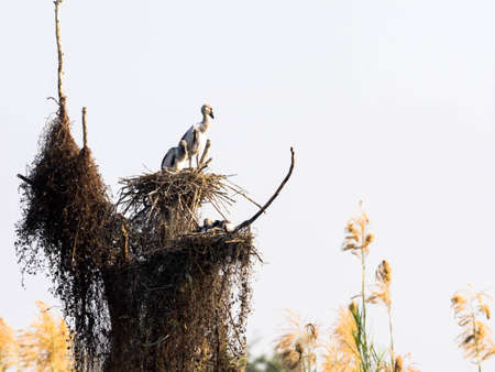 Stork Openbill many gripping perched on twigsの写真素材