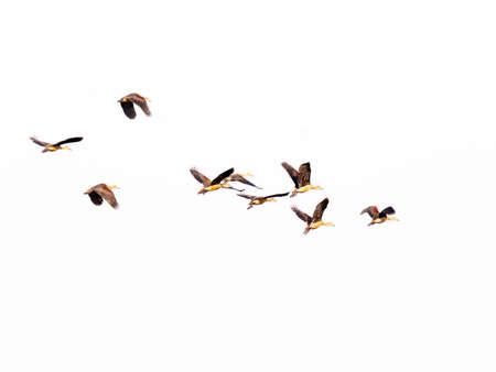 Ferruginous Pochard bird at Bungboraped lake in Thailandの写真素材