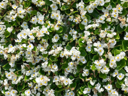 close up white flower pattern backgroundの写真素材