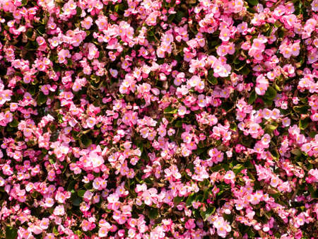 pink flower backgroundの写真素材