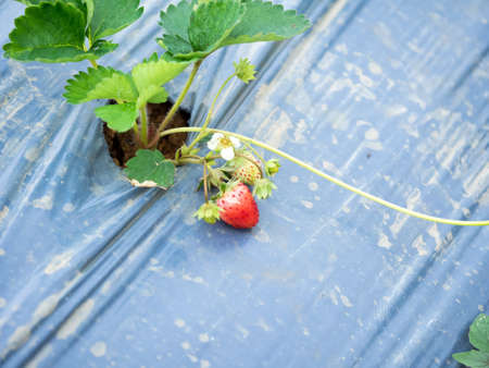 Strawberry farm in Thailandの写真素材